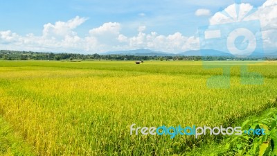 Landscape Rice Field Stock Photo