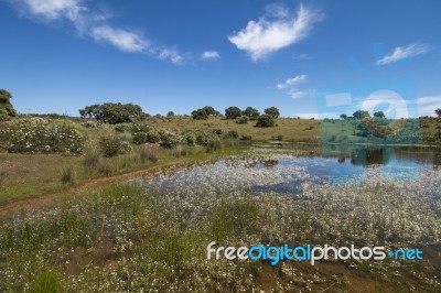Landscape With Temporary Pond Stock Photo
