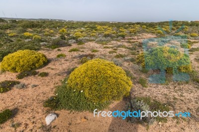 Landscape With Ulex Densus Shrubs Stock Photo