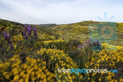 Landscape With Ulex Densus Shrubs Stock Photo