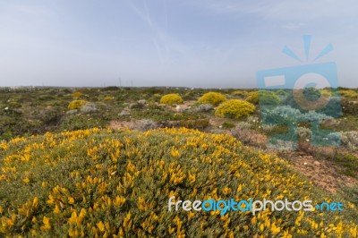 Landscape With Ulex Densus Shrubs Stock Photo