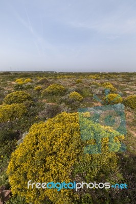 Landscape With Ulex Densus Shrubs Stock Photo