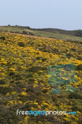 Landscape With Ulex Densus Shrubs Stock Photo