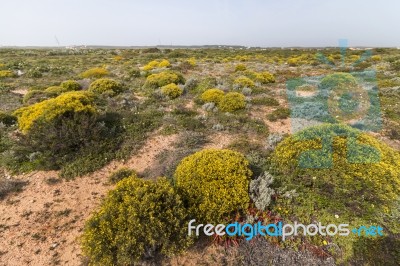 Landscape With Ulex Densus Shrubs Stock Photo Landscape With Ulex Densus Shrubs Stock Photo