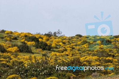 Landscape With Ulex Densus Shrubs Stock Photo