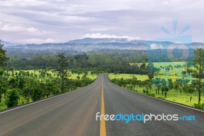 Lane Blacktop In The Forest Stock Photo