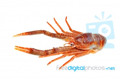 Langoustine Stock Photo