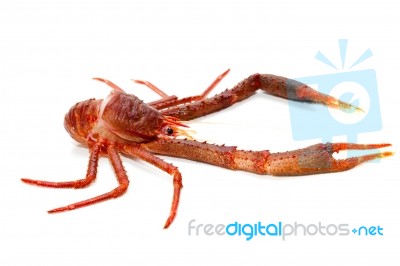 Langoustine Stock Photo