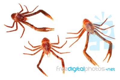 Langoustine Stock Photo