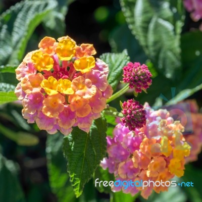 Lantana Camara Shrub In Marbella Spain Stock Photo