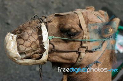 Lanzarote, Canary Islands/spain - August 8 : Caravan Of Camels C… Stock Photo