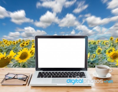 Laptop Computer And Coffee On Sunflower Field Background Stock Photo Laptop Computer And Coffee On Sunflower Field Background Stock Photo