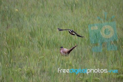 Lapwing Attacking Pheasant Near Nesting Site Stock Photo