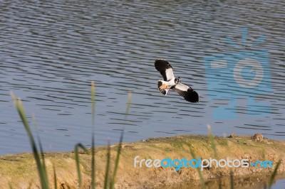 Lapwing Coming In To Land Stock Photo