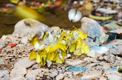 Large Group Of Butterfly Feeding On The Ground Stock Photo