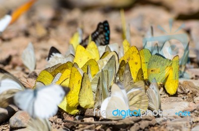 Large Group Of Butterfly Feeding On The Ground Stock Photo