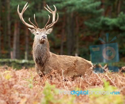 Large Red Stag Stock Photo