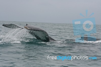 Large Tail Slap Of A Humpback Whale Stock Photo