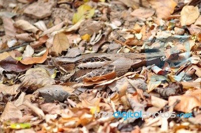 Large-tailed Nightjar Bird Stock Photo