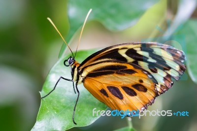 Large Tiger Butterfly (lycorea Cleobaea) Stock Photo