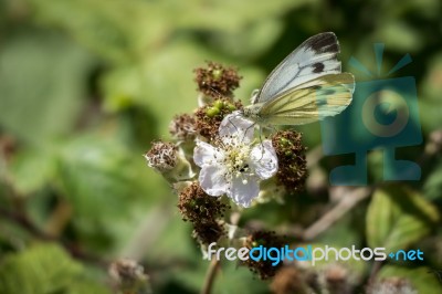 Large White (pieris Brassicae) Butterfly Female Feeding On A Bla… Stock Photo