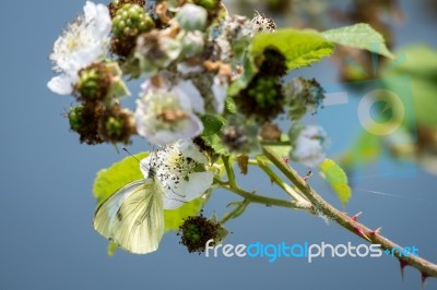 Large White (pieris Brassicae) Butterfly Female Feeding On A Bla… Stock Photo