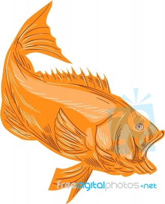 Largemouth Bass Diving Drawing Stock Image
