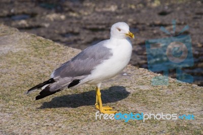 Larus Gull In A Summer Day Stock Photo