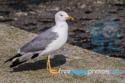 Larus Gull In A Summer Day Stock Photo