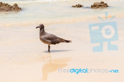 Lava Gull, Leucophaeus Fuliginosus,santa Cruz Island In Galapag Stock Photo