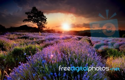 Lavender Stock Photo