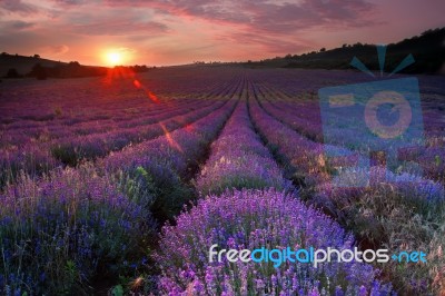 Lavender  Stock Photo