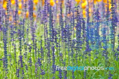 Lavender Stock Photo