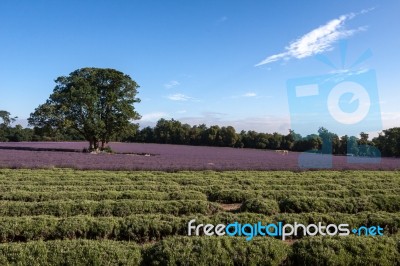 Lavender Field Stock Photo