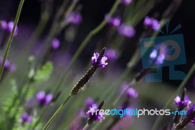 Lavender Flower Stock Photo