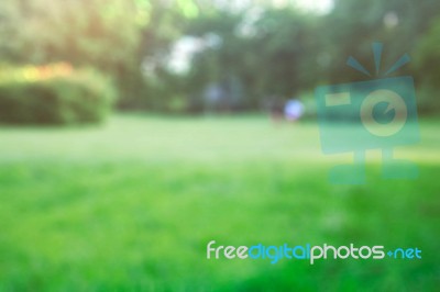 Lawn With Blurred Image Stock Photo