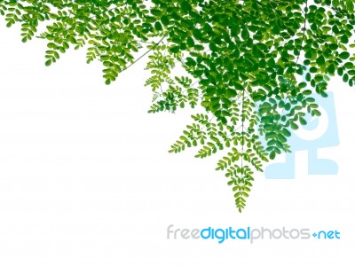 Layer Of Green Leaves Isolated Stock Photo