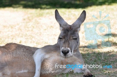 Lazy Kangaroo Stock Photo