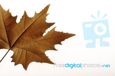 Leaf Stock Photo