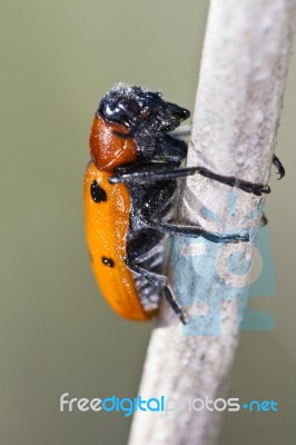 Leaf Beetle (lachnaia Paradoxa) Stock Photo