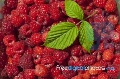 Leaf On Raspberry Fruits Stock Photo