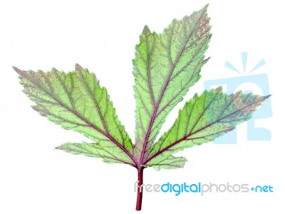 Leaf On White Background Stock Photo