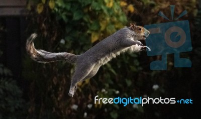 Leaping Squirrel Stock Photo