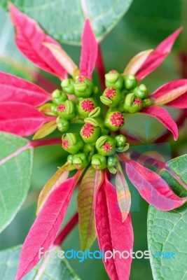 Leaves And Flower Of Poinsettia Stock Photo