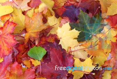 Leaves Background Stock Photo