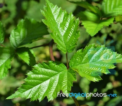 Leaves Of Blackberry Stock Photo