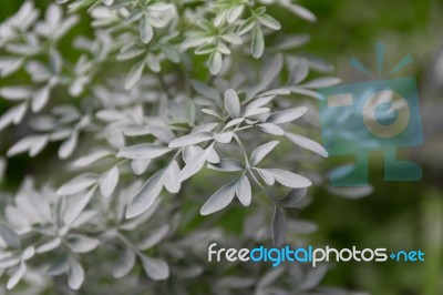 Leaves Of The Medicinal Plant Ruta Graveolens With Unfocused Background Stock Photo