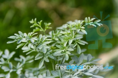 Leaves Of The Medicinal Plant Ruta Graveolens With Unfocused Background Stock Photo