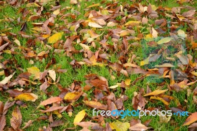Leaves On Grass Stock Photo