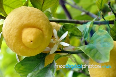 Lemon Fruits And Blossom 1 Stock Photo